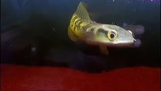 masih bocil