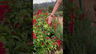 Ooty vlog 😍#ooty #shots #short