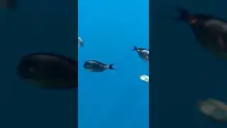 Море Шарм Эль Шейха