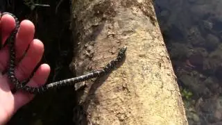 King Snake Catch