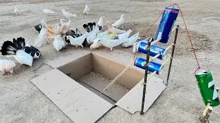 Amazing Pigeon Trap Using Teen peack And Cardboard | Birds Trap Ideas | 