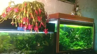 #Aquarium