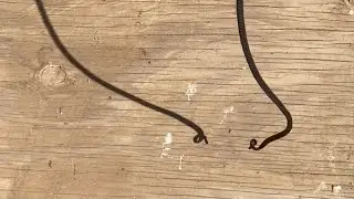 Dangling String #2 (string dance)