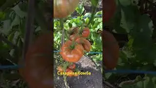 томат Сахарная бомба
