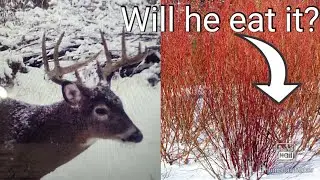 This May be the Best Browse Shrub for Deer