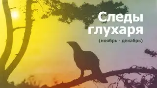 Следы глухаря (ноябрь-декабрь).