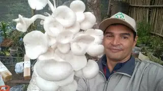 Mudas, Aulas, Shimaji, Podas e outros no Plantar em Casa