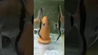 Another fries from another pair! #manacapuruangelfish#angelfish#cichlids#breeding#fishfry#breed#like