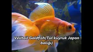 Birbirinden güzel 23 japon balığı türü
