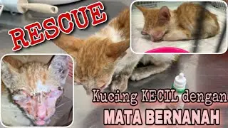 RESCUE Kucing Kecil mata RUSAK Dan BERNANAH (RIP ITO) #rescuecats #kucingkecil #catlovers