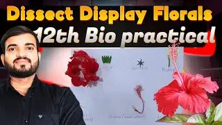 Dissects and Display Floral Whorls ||  Experiment 10 12th Biology Practical 