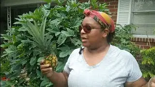 Growing Pineapples From Store Bought Pineapple