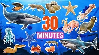 Sea Animal Names for Kids FOR 30 MINUTES | Easy English Ocean Animals FOR KIDS | Learn English