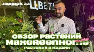 Indoor/Potted Plants and Bouquets in Kazan. Issue 33