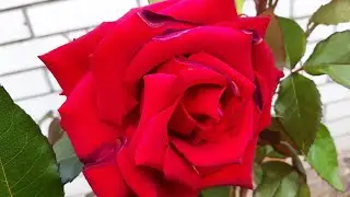 РОЗЫ 