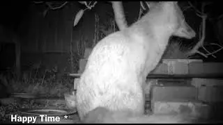 Fox and hedgehog’s dinner time at the feeding station