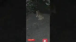 frog on rain #trending #viral #freefire #youtube #youtubeshort #india #mobile #funny #knowledge