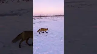 РЫБАЛКА НА ЛИСУ 