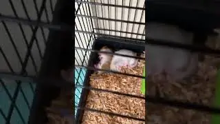 Sleeping 🐹🤍
