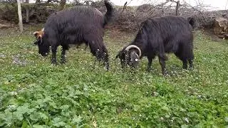 sert geçen kışın ardından baharın güzelliği  bı maşallah alırım...