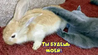 Ты будешь моей игрушкой кролик.Cat Busya. You will be my rabbit toy.