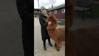 Альпака такая ми-ми-мишка!