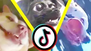 tiktok pets doing funny things: The Compilation