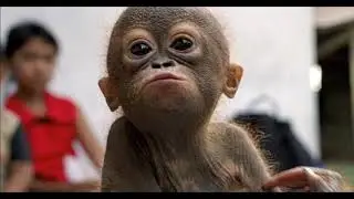 Подборка приколов с обезьянами 2019 HD
