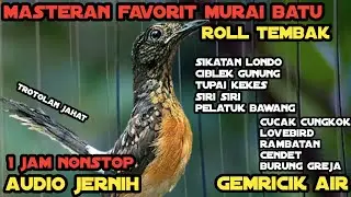 Kumpulan Suara Burung Masteran Murai Batu Terlengkap || Masteran Murai Batu Audio Jernih & Relaxsing