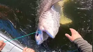 Pescando TIBURONES en Chile 🇨🇱 PLAGA DE TIBURONES EN MAR CHILENO / Dorhunt