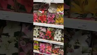 Есть тут те кому это тоже ВСЕ надо ?  🌺 #аннажаки #цветы #садмакжак #саженцы #лилии #розы #весна