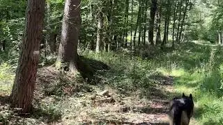 When you met roe deer while walk in wood