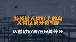 脑袋被人类盯上的鸟，头骨比象牙贵3倍，活着被取骨后只能等死