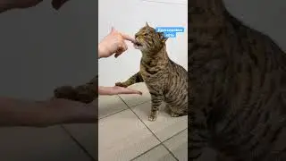Кот Осирис выполняет команды