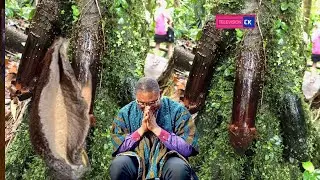 This Tree Grows Penis Within 3Wks, Eating Snail MaKes V@gin@ Tight, Banana Makes Penis Long- Dr Saba