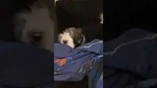This Pup is Terrified of Her Pedigree Tasty Treat