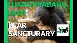 Free the Bears - Bear Sanctuary in Laos