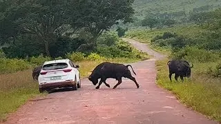 Buffalo Tramples Car in Apparent Road Rage Incident