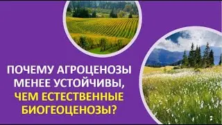 21. Почему агроценозы менее устойчивы, чем естественные биогеоценозы?