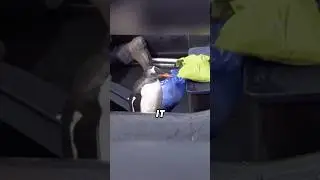 #lovely #animals #cutespets #animallover #cute #fyp #foryou #shortvideo #shorts