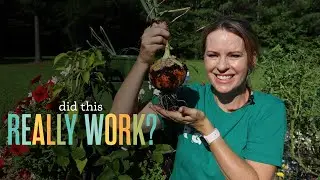 Succession Planting Onion Trial: Here are the Results