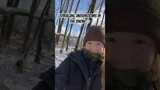 So cool!🍄 #fyp #solocamping #foraging #naturelovers #mushroomhunting #homestead #woodlands #camping