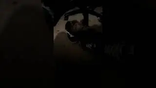 Funny cat