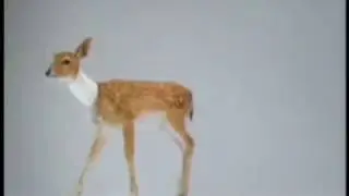RSPCA Ad
