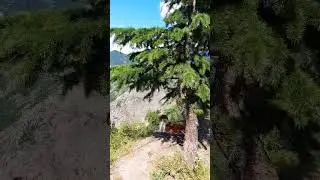 Bu köpek nerede oturacağını çok iyi biliyor 🐕🤗