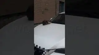 Кот - 