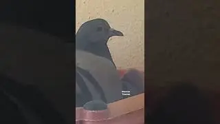 Pigeons 🐦 #shorts #youtubeshorts #ebenezertutorials