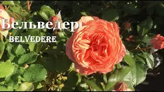 Rose Belvedere / Belvedere - video/map. Nursery 🌹 and 🌲 E. Ivaschenko
