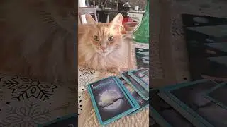 картежник