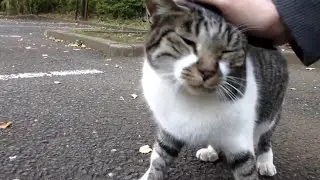 [野良猫]人懐っこいキジ白猫がモフられに来てくれるの可愛すぎる！[straycat]It's cute that a friendly cat comes to be muffled!